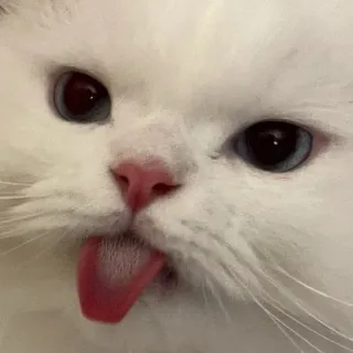 😝 cat, animal, cute, white cat, tongue out, pet telegram sticker