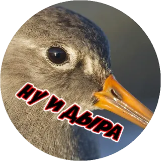 😁 НУ И ДЫРА vogel, russisch, tekst, dier telegram sticker