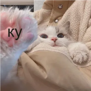 ✋ ку cat, animal, cute, russian, greeting telegram sticker