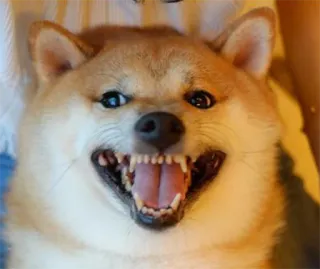 😬 chien, shiba inu, mème, en colère, drôle, animal, animal de compagnie telegram sticker