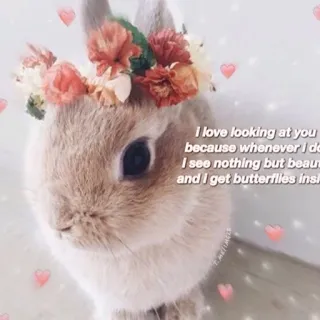 ❤️ i love looking at you because whenever i do I see nothing but beaut and i get butterflies insi lapin, fleurs, mignon, amour, papillons telegram sticker