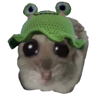 🐸 햄스터, 개구리, 귀여운, 동물, 모자, 밈, 웃긴, 애완동물 whatsapp sticker