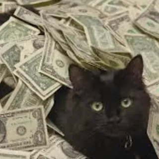 💵 고양이, 돈, 현금, 검은 고양이, 달러, 부 telegram sticker