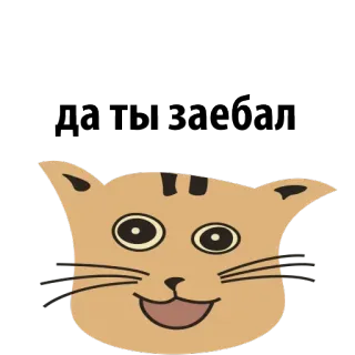 😖 п*ты заебал gato, animal, ofensivo, russo telegram sticker