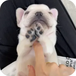 🐶 telegram sticker