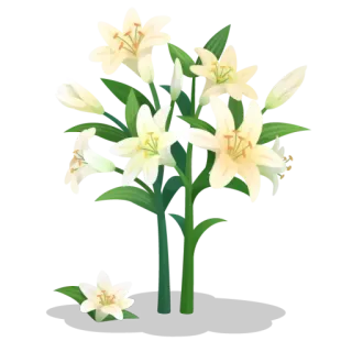 🍃 lelie, bloemen, bloemen, boeket, witte bloemen telegram sticker