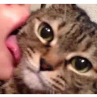 😶 gato, mascota, animal, gato doméstico, lamiendo, lengua telegram sticker