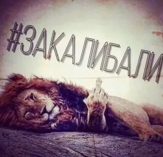 🖕 #ЗАКАЛИБАЛИ lion, doigt d'honneur, offensant, animal, mème telegram sticker