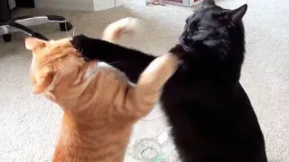 🤜 gatos, luta, animais, brincando, animais domésticos whatsapp sticker
