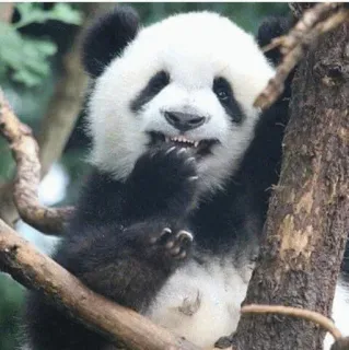 🙁 Panda, Animal, Vida selvagem, Fofo, Árvore, Natureza telegram sticker
