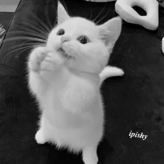 🕸 ipishy 猫, 小猫, 可爱, 白色, 动物, 宠物 telegram sticker