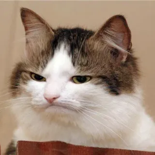 😂 gatto, arrabbiato, animale, felino, bianco, marrone telegram sticker