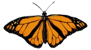 🐝 butterfly, insect, monarch, orange, black, nature, wings whatsapp sticker