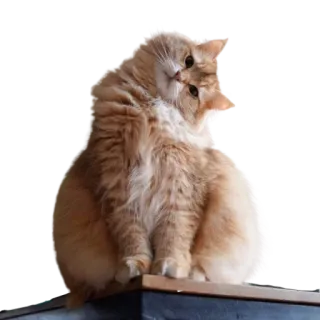🤔 gato, fofo, animal de estimação, animal, fofo, doméstico, felino telegram sticker