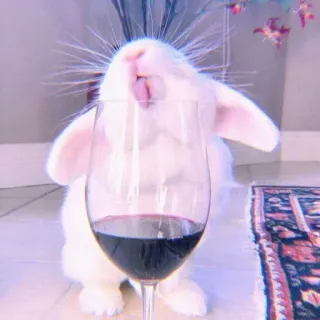 🍣 coniglio, vino, bere, carino, animale, animale domestico telegram sticker