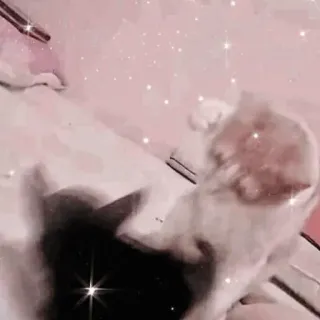 🐱 고양이, 귀여운, 동물, 애완동물, 새끼 고양이, 반짝이 telegram sticker