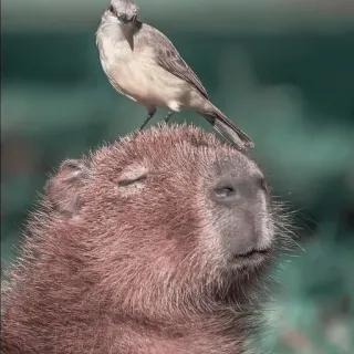 🪵 capivara, pássaro, animal, vida selvagem, natureza, roedor telegram sticker