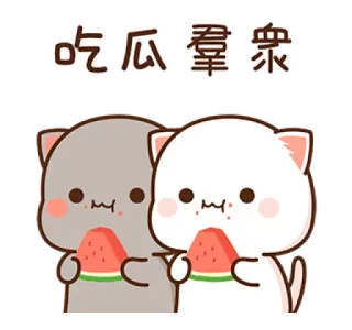🍉 吃瓜 奪 衆 Katze, Wassermelone, süß, essen, Meme telegram sticker