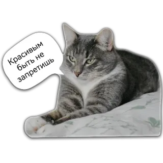😻 Красивым быть не запретишь Katze, graue Katze, Haustier, Tier, Haustier, russischer Text telegram sticker