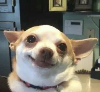 😊 perro, chihuahua, animal, mascota, lindo, pequeño, mamífero telegram sticker