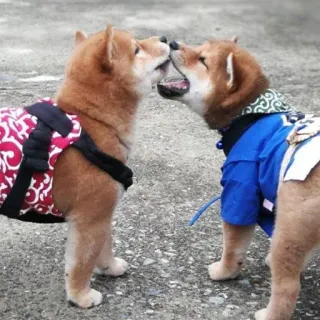 ❤️ Shiba Inu, Hunde, Welpen, Tiere, süß, Haustier telegram sticker