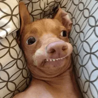 ✳️ dog, funny, cute, animal, pet, mammal whatsapp sticker