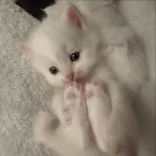 😆 kitten, cat, animal, white, cute, pet, fluffy whatsapp sticker