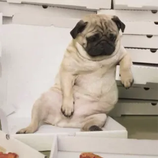 😔 carlin, chien, pizza, triste, drôle telegram sticker