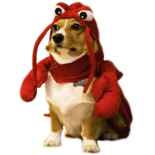 🦞 perro, corgi, langosta, animal, disfraz, mascota whatsapp sticker