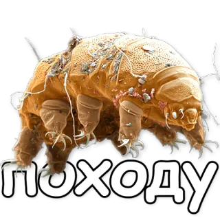 🙆 походу tardigrade, water bear, microscopic, animal, cute telegram sticker