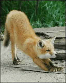 🍁 Fuchs, Tier, Säugetier, Wildtier, Dehnen, Natur telegram sticker