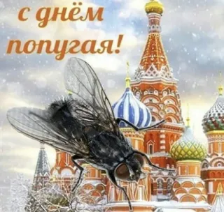 🦜 с днем попугая! fly, insect, russian, greeting, parrot telegram sticker