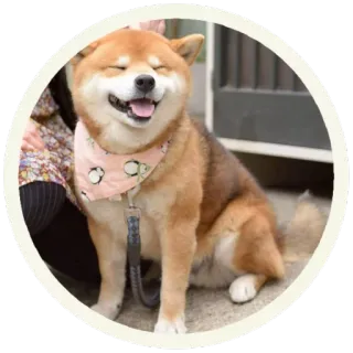 😝 perro, shiba inu, mascota, animal, lindo, animal doméstico, mamífero telegram sticker