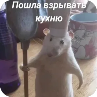 🫥 Rat Пошла взрывать кухню telegram sticker