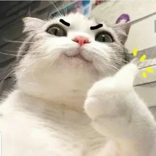 👌 gatto, pollice in su, animale, meme, divertente telegram sticker