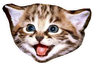 😠 แมว, ลูกแมว, สัตว์, สัตว์เลี้ยง, น่ารัก, แมว telegram sticker