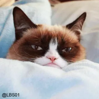 😕 Grumpy Cat @LBS01 gato, gato gruñón, meme, animal, mascota whatsapp sticker