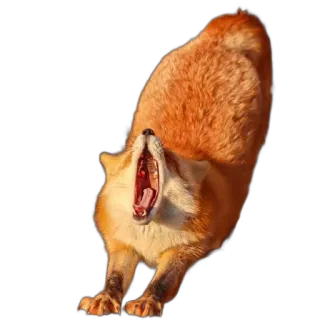 🧨 fox, animal, yawning, stretching, wildlife, orange, mammal telegram sticker