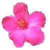 🌸
