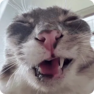 😂 cat telegram sticker