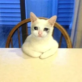 😒 cat, sad, animal, white, meme whatsapp sticker