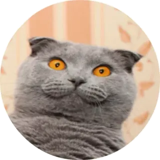 ☹️ chat, animal, gris, scottish fold, mammifère, mignon telegram sticker
