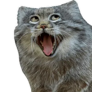 manul telegram stickers