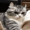 😡