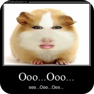 🫥 Ooo...Ooo... ooo...Ooo...Ooo... hamster, meme, funny, guinea pig, photoshop, weird telegram sticker