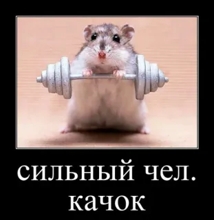 🐹 сильный чел.
качок hamster, haltérophilie, fitness, animal, mignon, drôle, motivation, gym whatsapp sticker