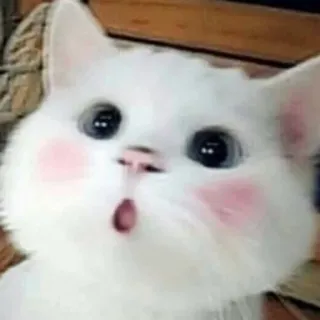 😮 kot, kociak, słodki, zwierzę, zwierzak, biały kot telegram sticker