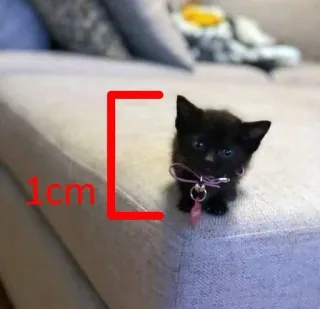 коты :: @fStikBot telegram stickers