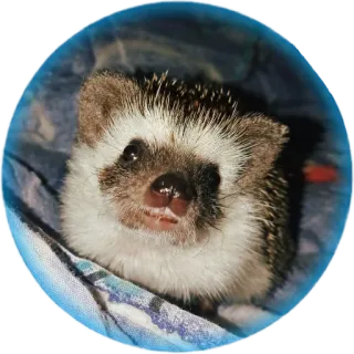 😁 ёж, милый, животное, млекопитающее, питомец, дикая природа telegram sticker
