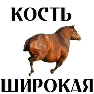 😂 КОСТЬ ШИРОКАЯ ngựa, động vật, tiếng Nga, văn bản, meme whatsapp sticker